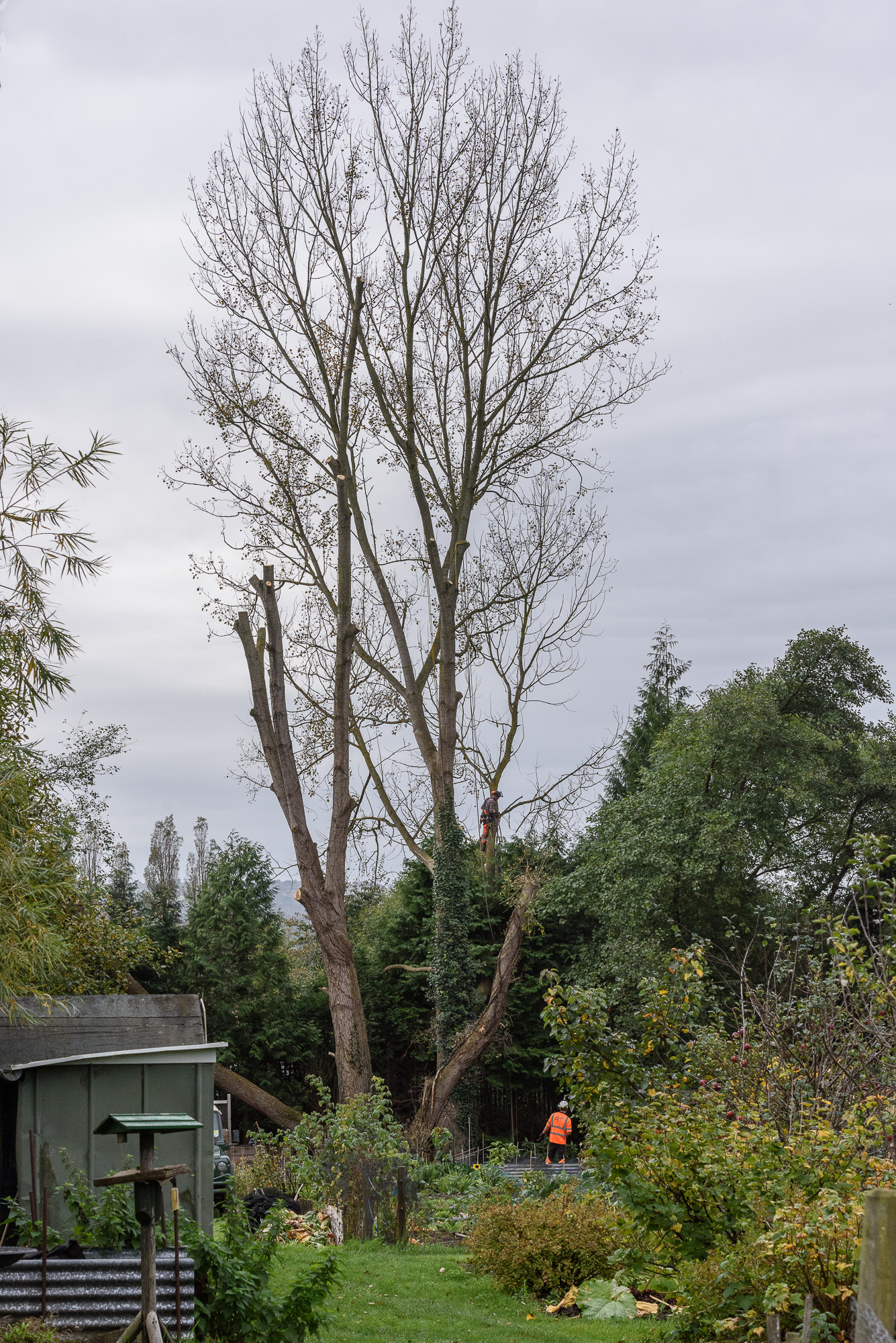 Tree Work EMERY TREE SURGERY AND LANDSCAPINGEMERY TREE SURGERY AND